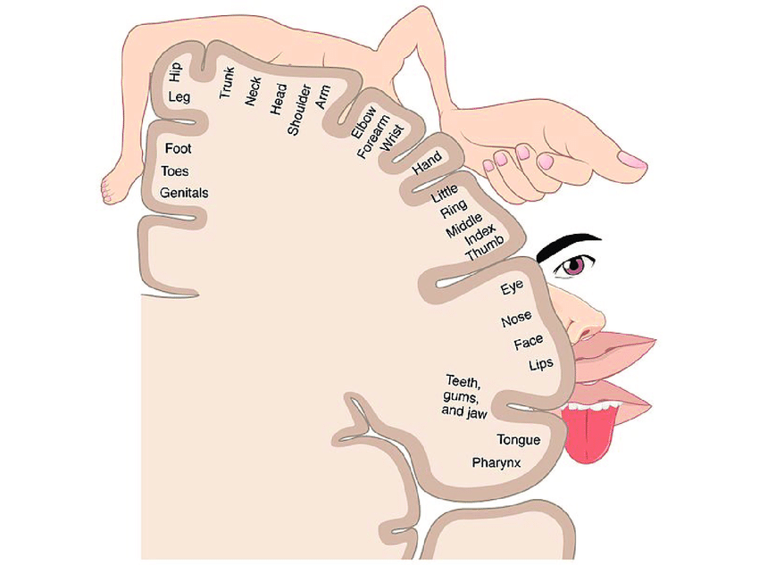 Representation-of-the-somatosensory-homunculus-The-higher-the-density-of-sensory.png