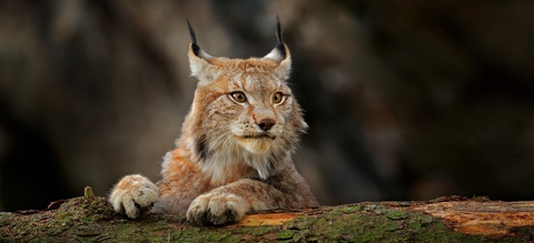 lynx-en-boomstam.jpg