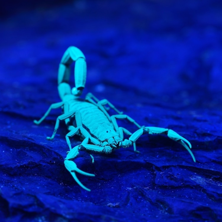 scorpion-glowing-uv-light-0.jpg