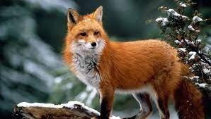 renard😍.jpg