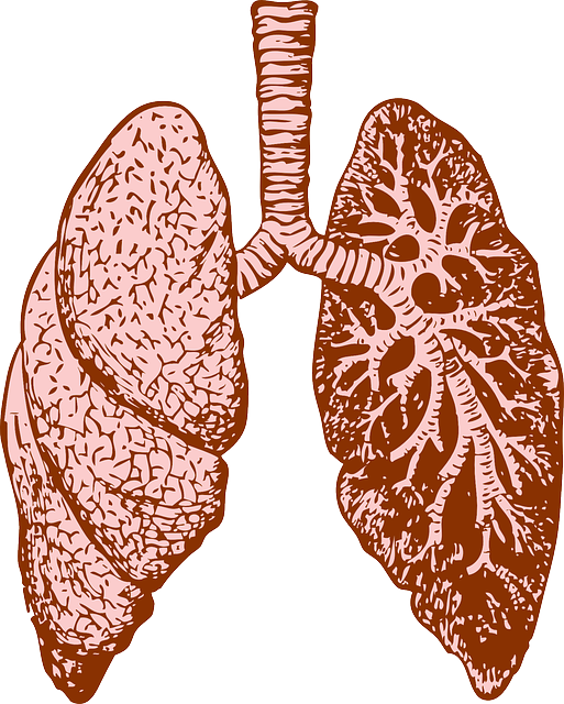 lungs-37824_640.png