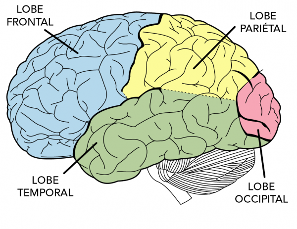 parties du cerveau.png