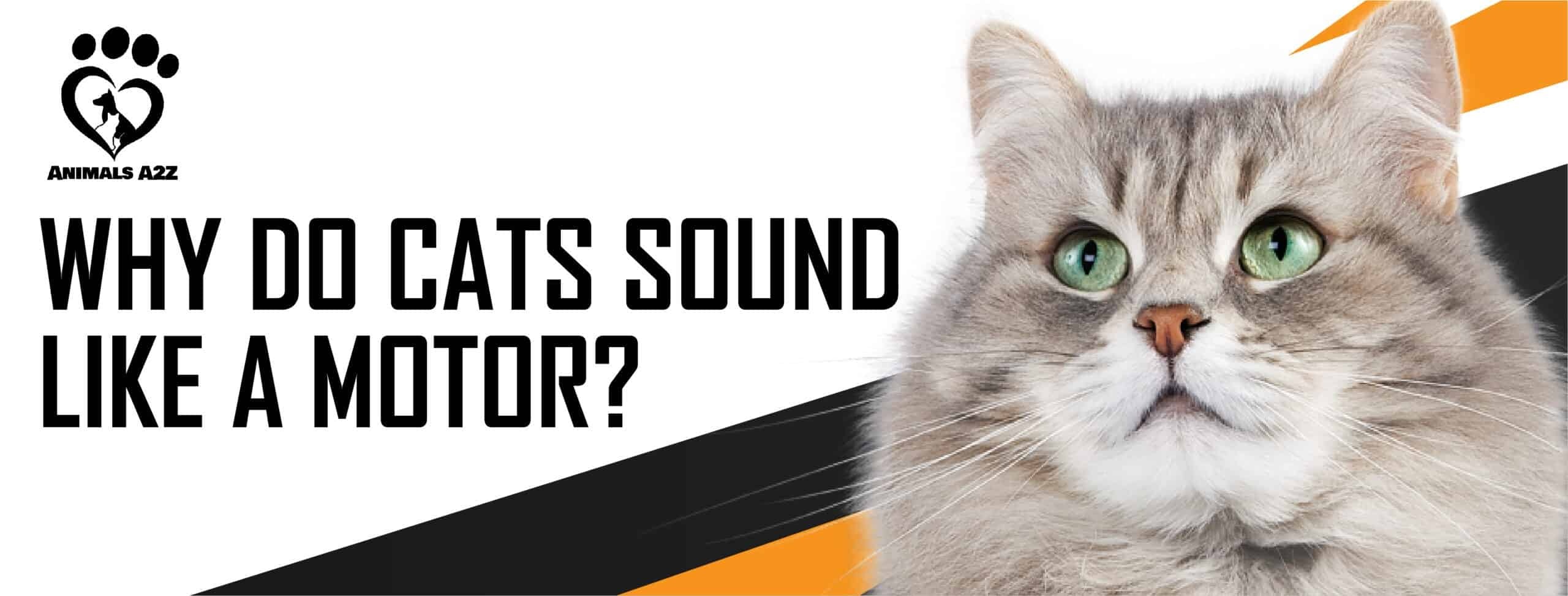 Why-do-cats-sound-like-a-motor_-featured-image-scaled-1.jpg