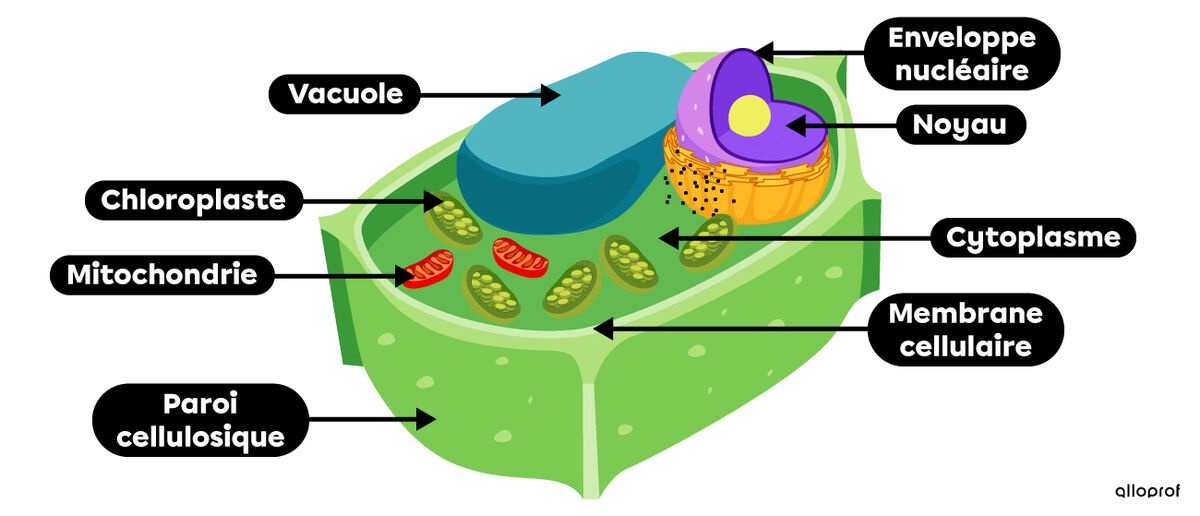 is1240-1-cellule-vegetale (1).jpg