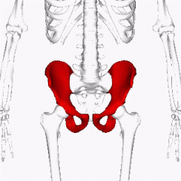 Hip_bone_animation3.gif