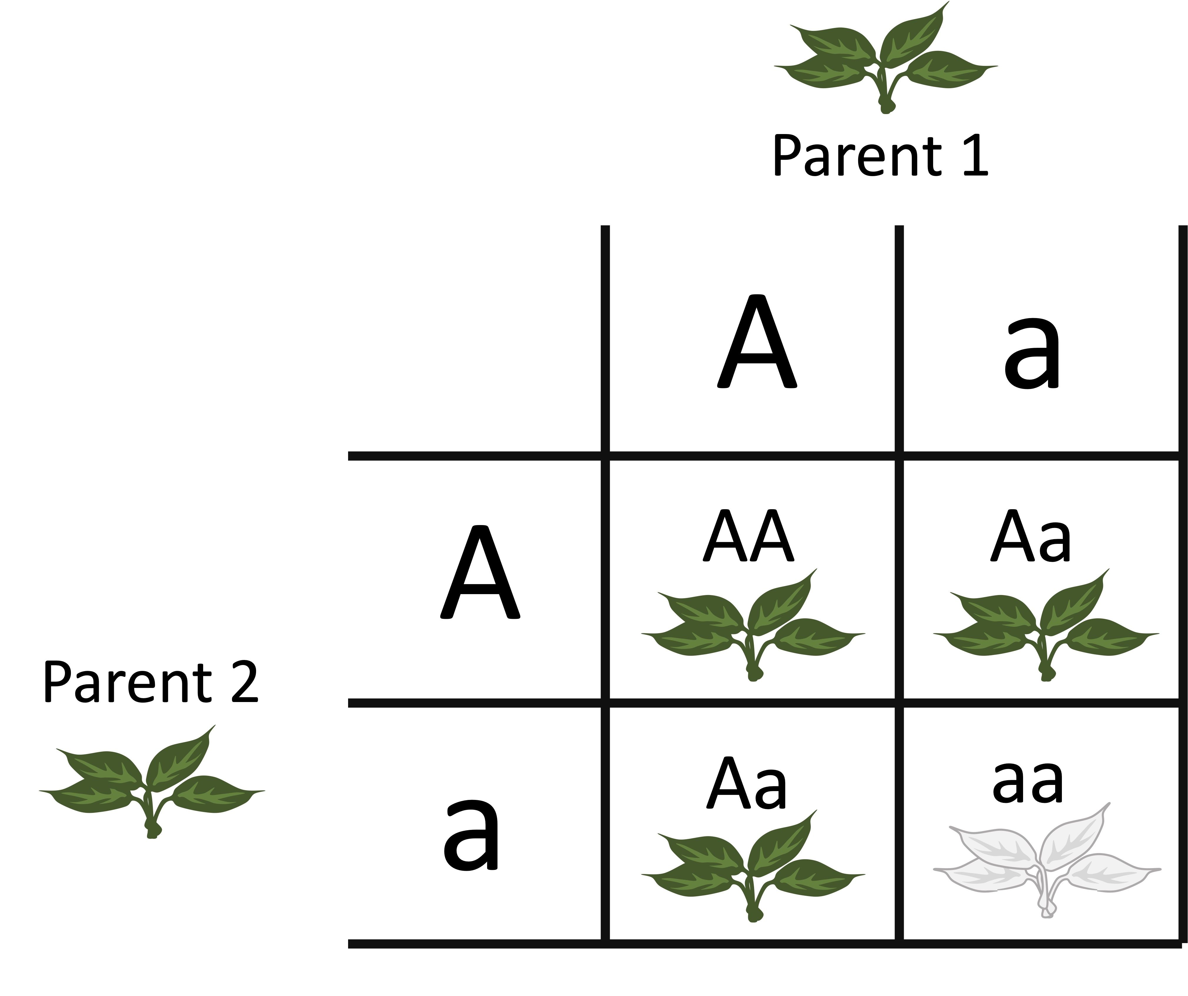 grille punnett.jpg