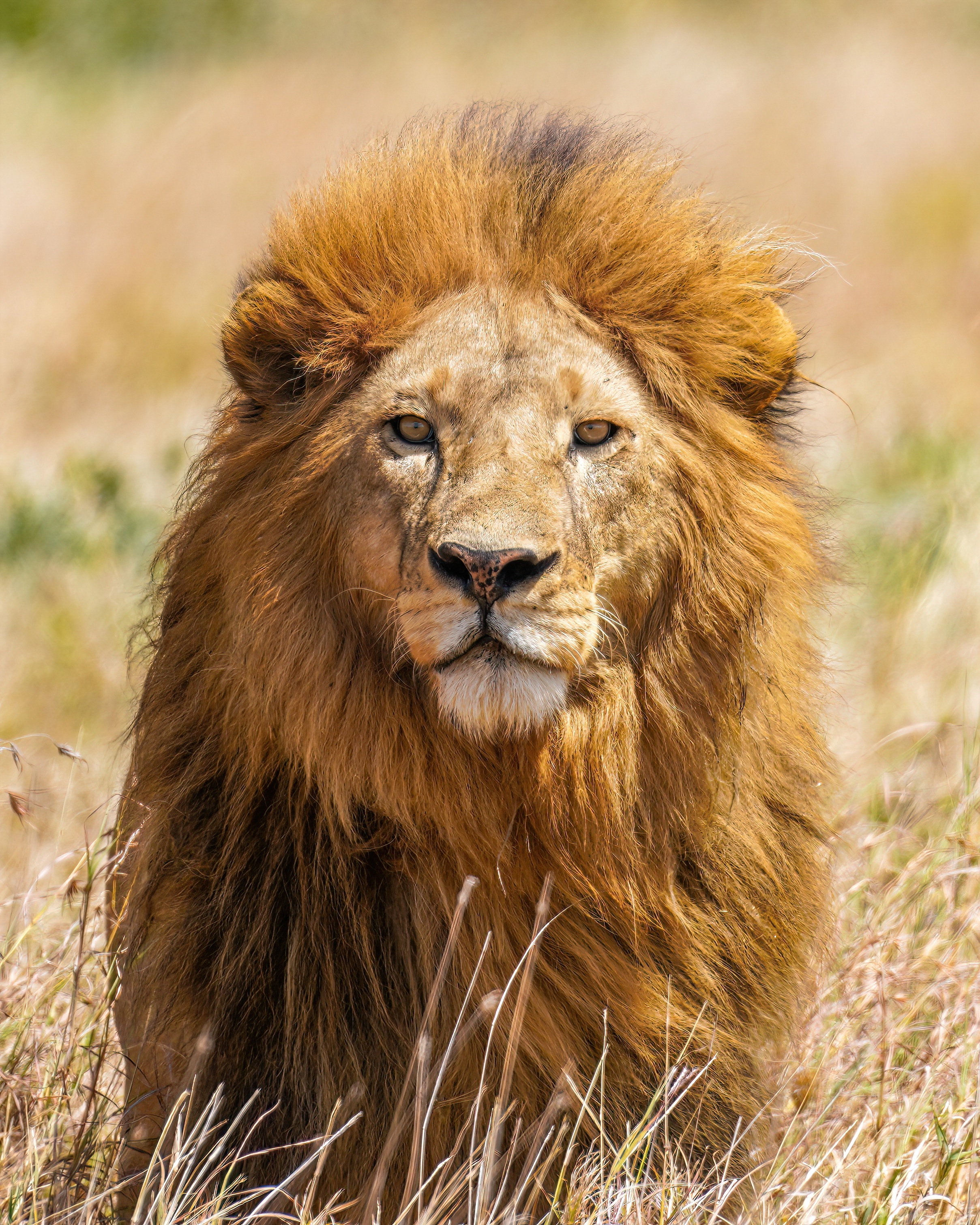 011_The_lion_king_Tryggve_in_the_Serengeti_National_Park_Photo_by_Giles_Laurent.jpg