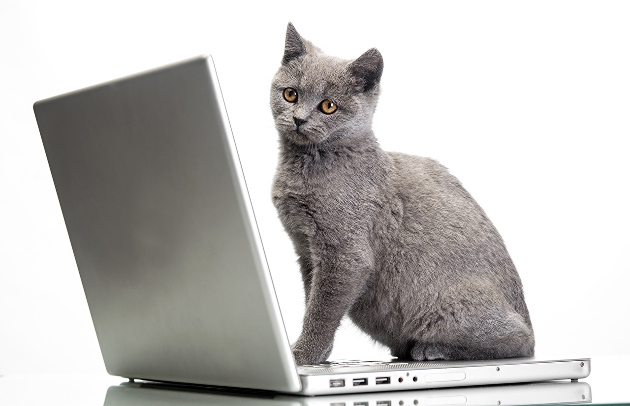 Cats_Laptops_Glance_493855.jpg